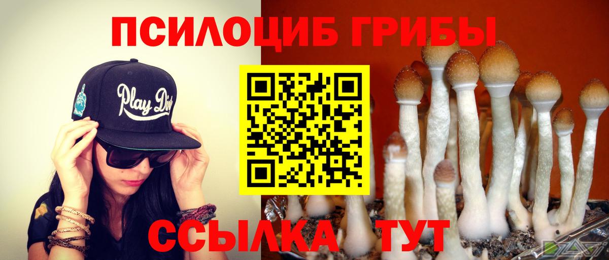 Галлюциногенные грибы Psilocybine cubensis Солнечногорск